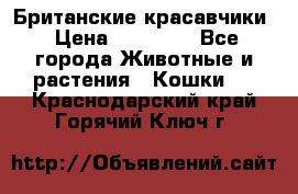 Британские красавчики › Цена ­ 35 000 - Все города Животные и растения » Кошки   . Краснодарский край,Горячий Ключ г.